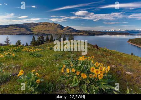 Arrowleaf balsamroot fiori selvatici in primavera su Wild Horse Island State Park vicino a Dayton, Montana, USA Foto Stock