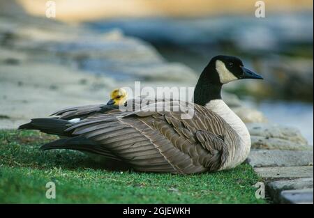 Il neonato Canada Goose si nasconde nell'ala della madre per il calore e la sicurezza, Montana Foto Stock