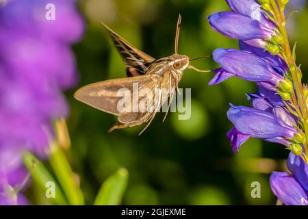 USA, New Mexico, Sandia Mountains. Bianco-foderato sphinx moth che si alimenta su fiori di pentemone. Foto Stock