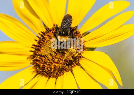 USA, New Mexico. Api in fiore di girasole. Foto Stock
