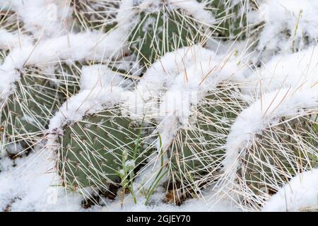 USA, New Mexico. Cactus di pera di ceci innevata. Foto Stock