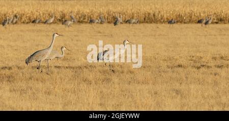 Gru Sandhill nell'area di gestione, Grus canadensis, Bernardo Wildlife Management Area, New Mexico Foto Stock