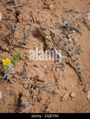 La lucertola a corna corta di Hernandez, Phynosoma hernandesi hernandesi, Sandia Mountains, New Mexico Foto Stock