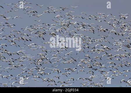 Un cuneo di oche di neve in volo al Bosque del Apache National Wildlife Refuge, New Mexico Foto Stock