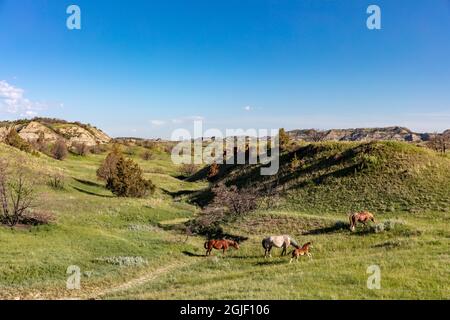 Cavalli selvatici nel Parco Nazionale Theodore Roosevelt, North Dakota, USA. Foto Stock