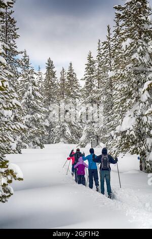 Sci di fondo per tutta la famiglia tra i conifere innevati, Ray Benson Sno-Park, Willamette National Forest, Oregon. (SIG.) Foto Stock