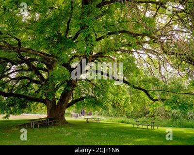 Area picnic al Willamette Mission state Park. Foto Stock