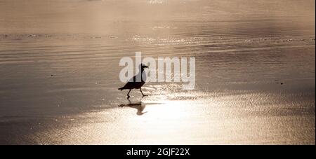 USA, Oregon Cannon Beach con riflessi di gabbiano nella sabbia al tramonto Foto Stock