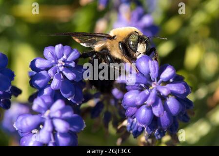 USA, Tennessee. Eastern Carpenter Bee maschio su Blue Grape Hyacinth Foto Stock