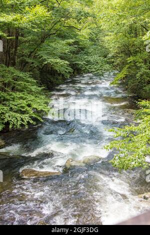 USA, Tennessee. Fiume medio prong Smoky Mountain National Park. Alti livelli d'acqua e vegetazione lussureggiante Foto Stock