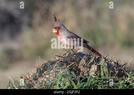 Pyrhuloxia che si nutra sulla cima del cactus, Rio Grande Valley, Texas Foto Stock