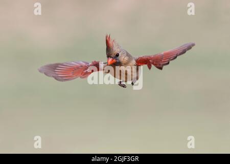 cardinale settentrionale femmina in volo, Rio Grand Valley, Texas Foto Stock