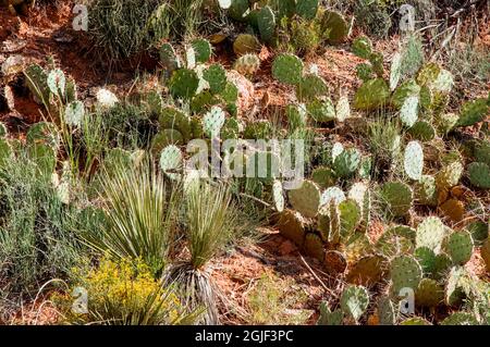 USA, Texas. Red River e Canadian River Basins Expedition. Palo duro Canyon state Park, Prickly pera cactus (opuntia). Foto Stock