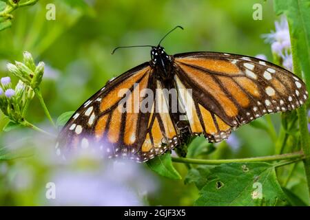 Alimentazione farfalla Monarch. Foto Stock