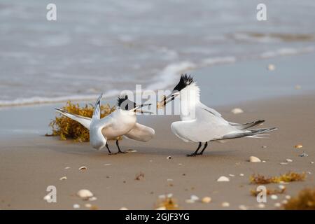 Incollaggio a sandwich delle coppie terns. Foto Stock