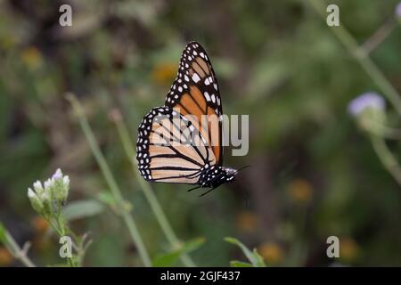 Monarch (Danaus Plexippus) in ragnatela. Foto Stock