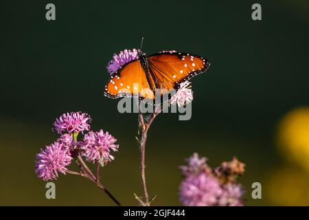 Regina (Danaus gilippus) che si nutrono di fiori d'astro. Foto Stock
