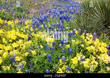 Fiori selvatici del Texas in fiore. Foto Stock