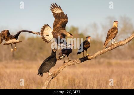 Caracara crestata (Caracara cheriway) e Vultura Nera (Coragyps atratus) su posatoio Foto Stock