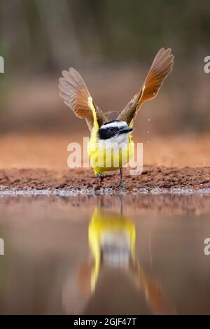 Grande Kiskadee (Pitangus sulfuratus) vampate Foto Stock