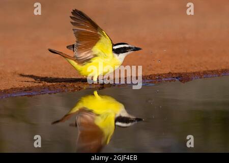 Grande Kiskadee (Pitangus sulfuratus) vampate Foto Stock