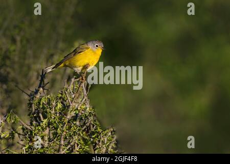 Nashville Warbler (Vermivora ruficapilla) arroccato Foto Stock