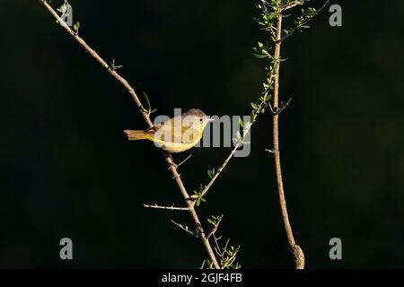 Nashville Warbler (Vermivora ruficapilla) arroccato Foto Stock