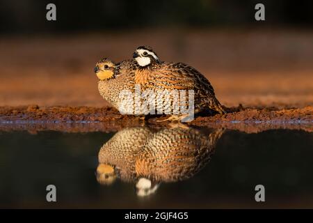 Northern Bobwhite (Colinus virginianus) quaglia coppia bere Foto Stock