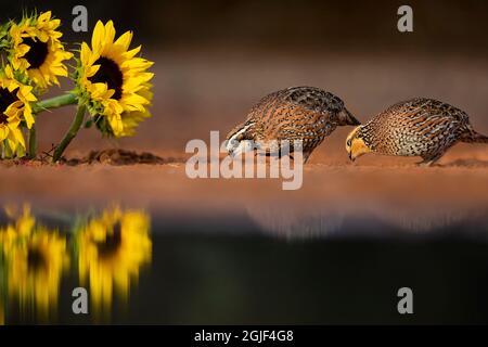 Northern Bobwhite coppia alimentazione da girasoli Foto Stock