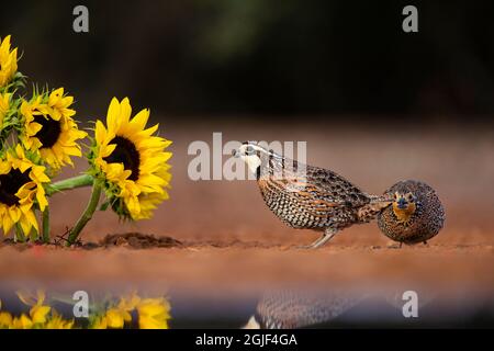 Bobbino Settentrionale (Colinus virginianus) alimentazione di coppia da girasoli Foto Stock