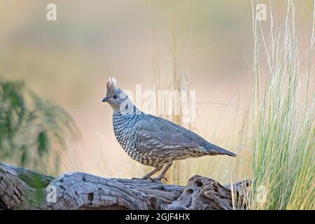 Scaled Quail (Callipepla squamata) nell'habitat del Texas occidentale Foto Stock