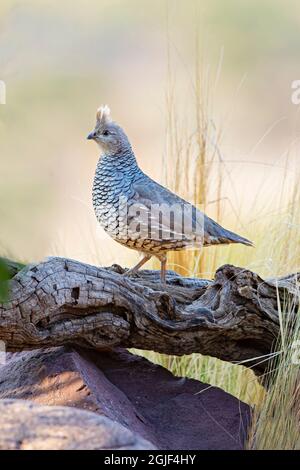 Scaled Quail (Callipepla squamata) nell'habitat del Texas occidentale Foto Stock