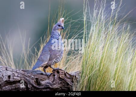 Scaled Quail (Callipepla squamata) nell'habitat del Texas occidentale Foto Stock