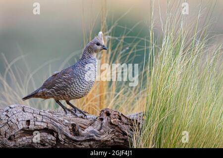 Scalata Quail in habitat erboso Foto Stock