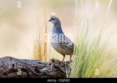 Scaled Quail (Callipepla squamata) nell'habitat del Texas occidentale Foto Stock