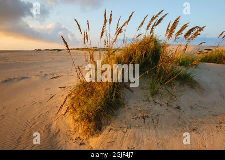 Sea Oats (Uniola Paniculata) sull'Isola del Padre Sud presso il Golfo del Messico all'alba Foto Stock