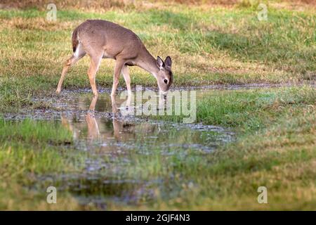 Cervo dalla coda bianca (Odocoileus virginianus) che beve pungente Foto Stock