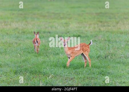 Il cervo dalla coda bianca (Odocoileus virginianus) fa il pegno nel prato Foto Stock