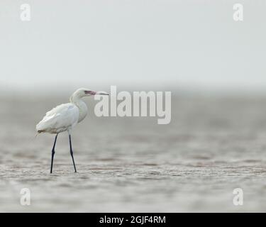 Egretta rossastra, bianca in fase, Egret rufescens, Bolivar Flats, Texas Foto Stock