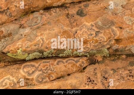 USA, Utah, Grand Staircase-Escalante National Monument. Lichen su parete di roccia. Credit as: Cathy & Gordon Illg / Jaynes Gallery / DanitaDelimont.com Foto Stock