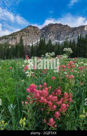 Indian Paintbrush sotto il Castello del Diavolo in Albion Basin, alta Ski Resort, Wasatch Mountains vicino Park City e Salt Lake City, Utah, USA. Foto Stock