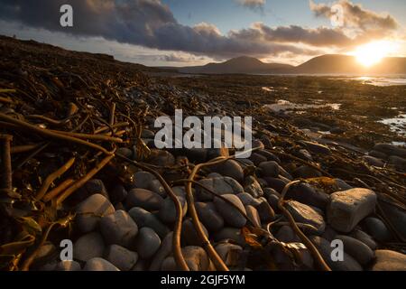 Warebeth Beach con alghe marine kelp lavate dopo la tempesta, Orkney Isles Foto Stock