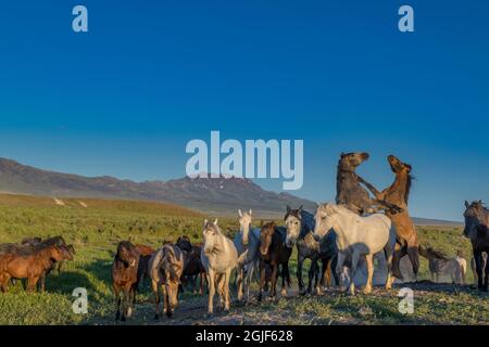 Stalloni di cavalli selvatici che lottano per la dominazione sopra la mandria. Pony Express Road, vicino a Dugway, Utah, USA. Foto Stock