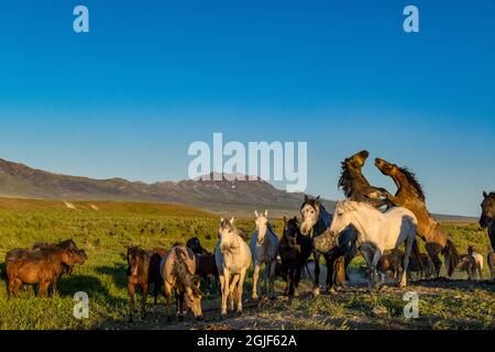 Cavalli selvaggi che combattono per la dominazione sopra la mandria. Pony Express Road, vicino a Dugway, Utah, USA. Foto Stock