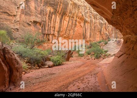 Stati Uniti d'America, Utah, parco nazionale di Capitol Reef, macchie di minerali formano strisce nelle pareti di pietra arenaria chiamato deserto vernice in Grand Washington. Foto Stock