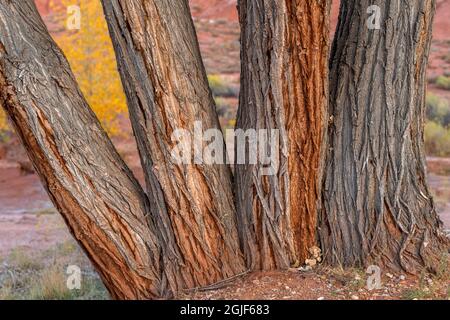 USA, Utah, Capitol Reef National Park, grandi tronchi di cottonwoods Fremont in autunno. Foto Stock