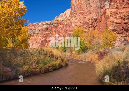 USA, Utah, Capitol Reef National Park, Autumn color box anziano e cottonwood crescono lungo il fiume Fremont sotto le scogliere di arenaria. Foto Stock