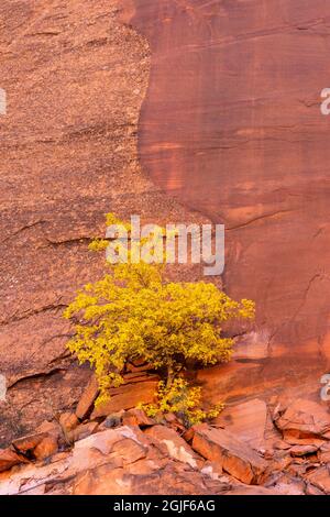 USA, Utah, Grand Staircase Escalante National Monument, Autumn color box anziano che cresce su una scogliera di arenaria nel Long Canyon. Foto Stock