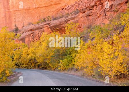 USA, Utah, Grand Staircase Escalante National Monument, Burr Roadf conduce attraverso l'anziano scatola colorato autunno che cresce sotto i muri di arenaria a Long Cany Foto Stock