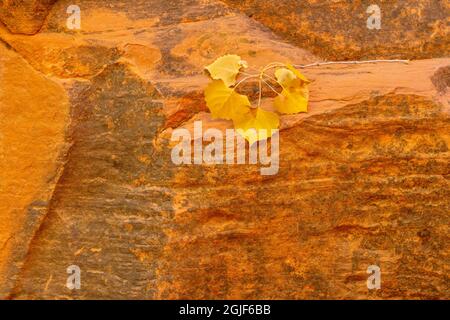 USA, Utah, Grand Staircase Escalante National Monument, Fremont cottonwood in colori autunnali foglie di arenaria a Long Canyon. Foto Stock